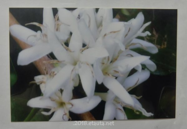 white coffee flower
