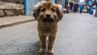 ネパールの動物たち①　犬