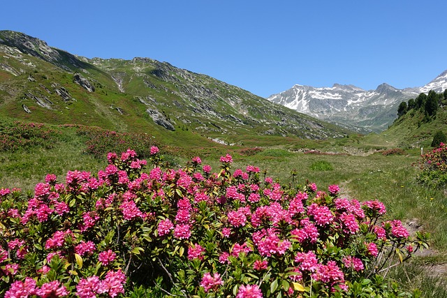 山の中に咲くシャクナゲ