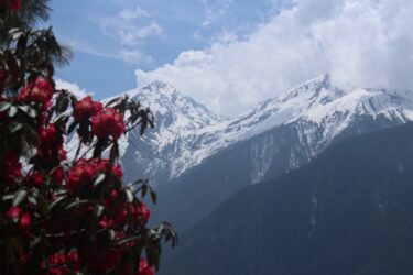 ネパールの花々 ネパールの景色とともに思い出される７つの花